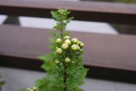 今年は綺麗に咲きそうな菊の芽