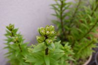 ユリの花芽も大きくなってきた