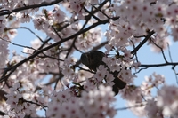 鳥の名前がわからない