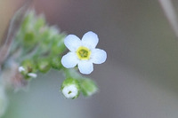 すごく小さな花直径3ミリ無いかなぁ