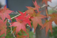 色づき始めた紅葉