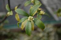 沈丁花の芽が吹き始めた(本文とは無関係)