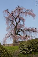 ずいぶん小ぶりになった枝垂れ桜