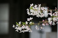 散り初めの桜、文章とは関係ありません(^^;