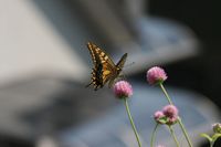 今年も来たアゲハチョウ