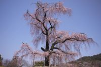 円山公園の枝垂れ桜