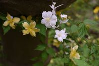 珍しい白花の山吹