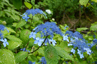 しあわせの鐘の横に咲いていた紫陽花