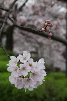 水無瀬川の桜