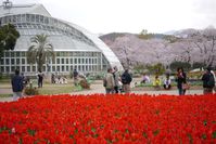 チューリップと桜の競演、桜も七分咲き