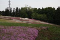 ちょっと残念だった芝桜の丘