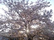 思いでの桜