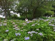 もりやま芦刈園の紫陽花とおみさん