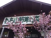 山野草の森