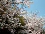 学校の桜が満開