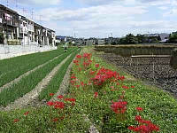 彼岸花とネギ畑