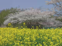 菜の花と桜