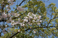 八重桜