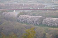 背割りの桜