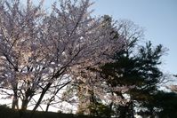 長岡天満宮の桜