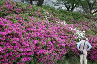 たくさんのツツジの植え込み