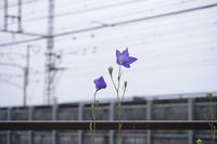 桔梗と今日の変わりやすい空