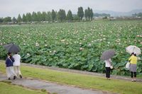 蓮の群生地